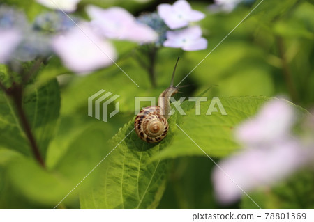 Brightly blooming hydrangea and snail 78801369