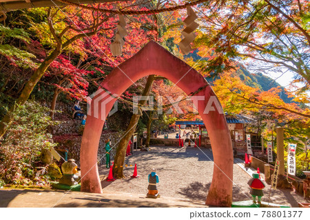 Momotaro Shrine in Autumn, the guardian deity of children <Inuyama City, Aichi Prefecture> 78801377