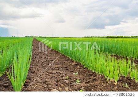 Shiojiri City Seba green onion field Shiojiri City Seba green onion field 78801526