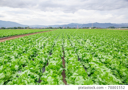 Plateau vegetables Lettuce field in Seba, Shiojiri Plateau vegetables Lettuce field in Seba, Shiojiri 78801552