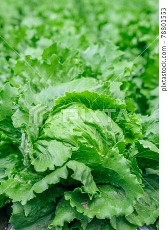 鹽尻縣瀨葉的高原蔬菜生菜田 78801553