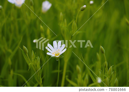 Starfish Stellaria is a genus of flowering plants of the Clove family that is widespread throughout the planet. Often found in forests, meadows, fields and as a weed in vegetable gardens. 78801666
