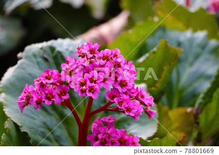 Berg nia are perennial herbaceous plants, a type species of the genus Badan. The plant is demanding on water, very shade-tolerant tolerates acidic peat soils. For medicinal purposes, rhizomes are 78801669