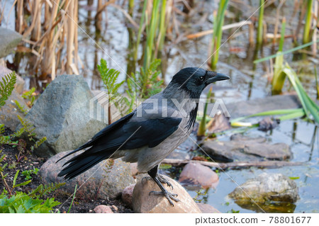 Close-up of a black crow standing on a stone by the water. 78801677