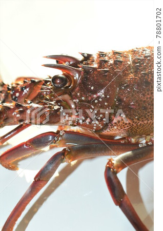 Living lobster on white background Living lobster on white background 78801702