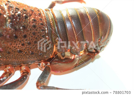 Living lobster on white background Living lobster on white background 78801703