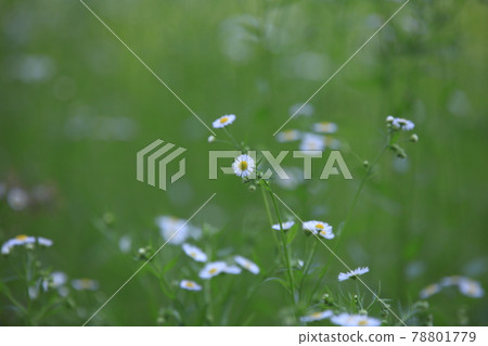 Wildflower Wildflower Forsythia Wildflower Wildflower Forsythia 78801779