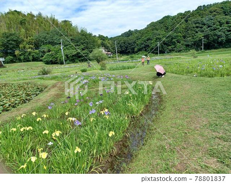 觀光鳶尾園 78801837