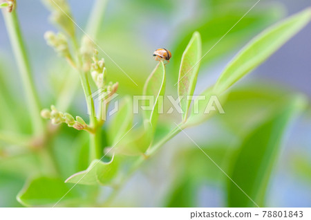 Ladybird Ladybird 78801843