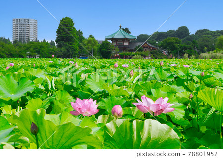 東京都上野公園不忍池蓮の季節 照片素材 圖片 圖庫