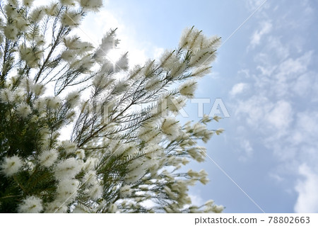 Tea tree Tea tree 78802663