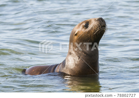 Sea Lion pup , Patagonia Argentina 78802727