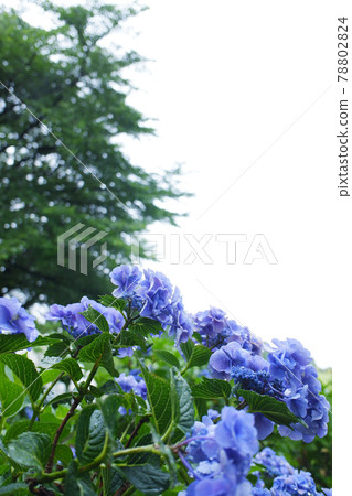 Hydrangea (hydrangea), rainy day in June Hydrangea (hydrangea), rainy day in June 78802824