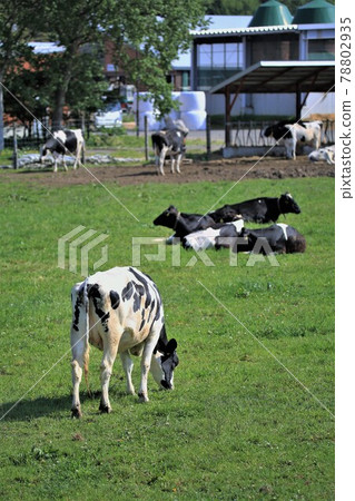 Holstein Holstein 78802935