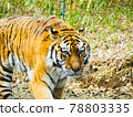 Tiger coming towards us 78803335