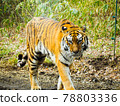 Tiger coming towards us (looking at the camera) 78803336