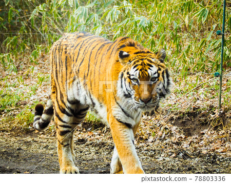 Tiger coming towards us (looking at the camera) Tiger coming towards us (looking at the camera) 78803336