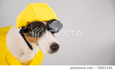 Portrait of jack russell terrier dog in life jacket with diving goggles and pool cap on white background. 78803356