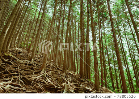 Spring mountains / distress image Spring mountains / distress image 78803526