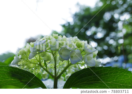 Hydrangea (hydrangea), rainy day in June 78803711