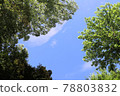 Looking up at the clear sky surrounded by greenery 78803832