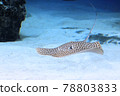 Honeycomb whipray swimming gracefully in clear water 78803833
