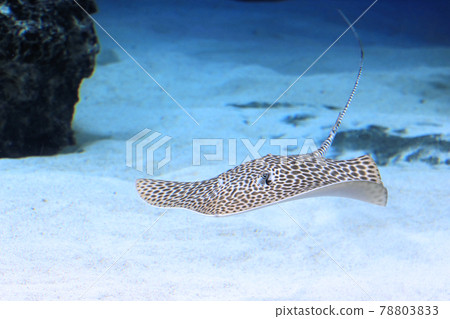 蜂巢鰩魚在清澈的水中優雅游動 蜂巢鰩魚在清澈的水中優雅游動 78803833