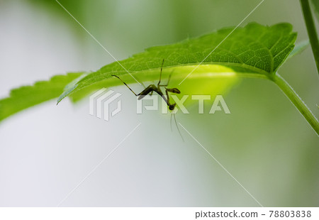 Hierodula patellifera 幼蟲在樹葉後等待獵物 1 Hierodula patellifera 幼蟲在樹葉後等待獵物 1 78803838