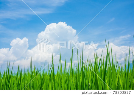 Countryside summer clouds Countryside summer clouds 78803857