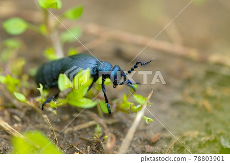 Bug Bug 78803901