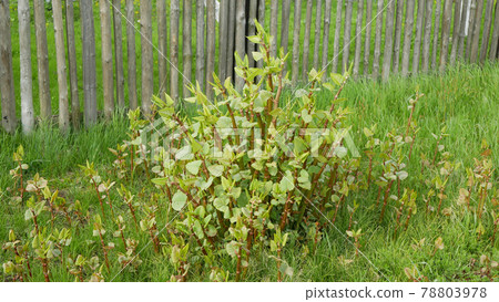 Gatecrasher flowers knotweed Japanese, invasive expansive species of dangerous plants leaf, village house path way stems leaves Asia Reynoutria Fallopia japonica intruder neophyte calamity Gatecrasher flowers knotweed Japanese, invasive expansive species of dangerous plants leaf, village house path way stems leaves Asia Reynoutria Fallopia japonica intruder neophyte calamity 78803978