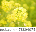 柔和的油菜花 78804075