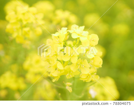 柔和的油菜花 78804075