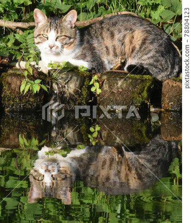 生活在櫻花城遺址公園的流浪貓Sabatra 78804123