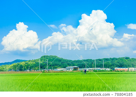 Country landscape 78804185