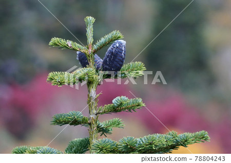 Purple hemlock fruit swelling in the autumn leaves of the whole mountain 78804243