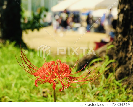 Beyond the cluster amaryllis is an athletic meet 78804249