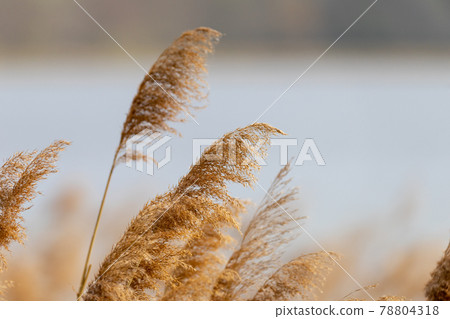 Reed grass in bloom, scientific name Phragmites australis, deliberately blurred, gently swaying in the wind on the shore of a pond Reed grass in bloom, scientific name Phragmites australis, deliberately blurred, gently swaying in the wind on the shore of a pond 78804318
