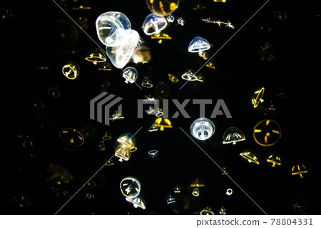 A jellyfish swimming in the Kamo Aquarium aquarium A jellyfish swimming in the Kamo Aquarium aquarium 78804331