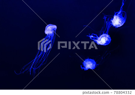 A jellyfish swimming in the Kamo Aquarium aquarium 78804332
