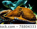 Giant Pacific octopus standing in the aquarium of Kamo Aquarium 78804333