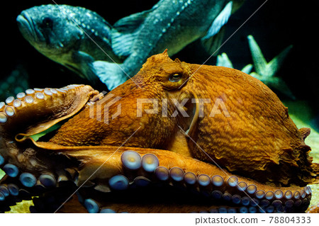 Giant Pacific octopus standing in the aquarium of Kamo Aquarium 78804333