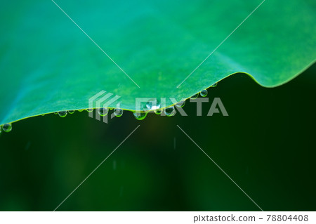 Lotus and raindrops on a rainy day Lotus and raindrops on a rainy day 78804408