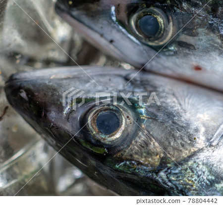 head and big eye of a dead fresh mackerel, scientific name Scomber scombrus head and big eye of a dead fresh mackerel, scientific name Scomber scombrus 78804442