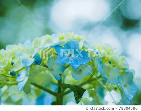 繡球花(繡球花),六月的雨天 繡球花(繡球花),六月的雨天 78804596