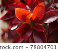 春天的紅葉 78804701