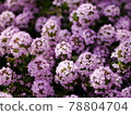 小花匍匐時間 78804704