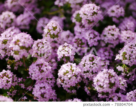小花匍匐時間 小花匍匐時間 78804704