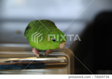 Barred parakeet on home appliances Barred parakeet on home appliances 78804736