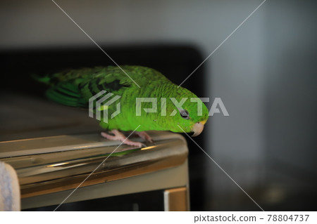 Barred parakeet on home appliances Barred parakeet on home appliances 78804737